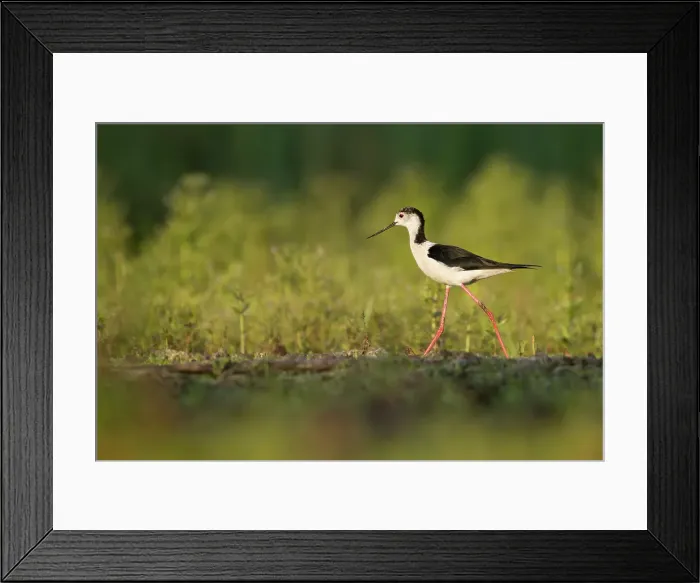 Framed Print : Black-winged Stilt (Himantopus himantopus), adult male, near Bratsigovo, Bulgaria