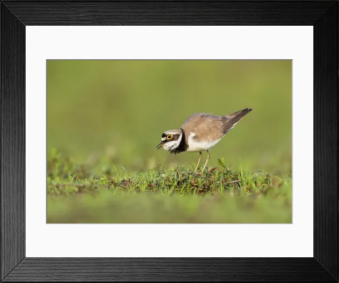 Framed Print : Little Ringed Plover (Charadrius dubius), vocalising at breeding site near Bratsigovo, Bulgaria Framed Print : Little Ringed Plover (Charadrius dubius), vocalising at breeding site near Bratsigovo, Bulgaria