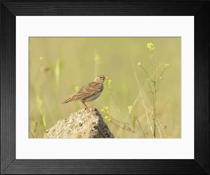 Framed Print : Calandra lark (Melanocorypha calandra), perched on rock near Bratsigovo, Bulgaria Framed Print : Calandra lark (Melanocorypha calandra), perched on rock near Bratsigovo, Bulgaria