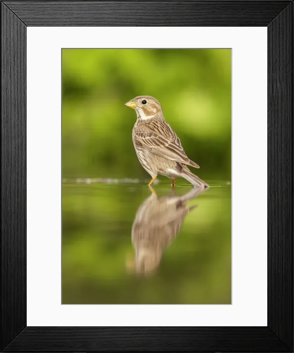 Framed Print : Corn Bunting (Emberiza caladra), adult reflected in water, near Bratsigovo, Bulgaria