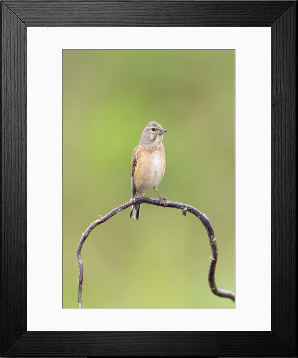 Framed Print : Linnet (Carduelis cannabina), juvenile male perched, near Bratsigovo, Bulgaria Framed Print : Linnet (Carduelis cannabina), juvenile male perched, near Bratsigovo, Bulgaria
