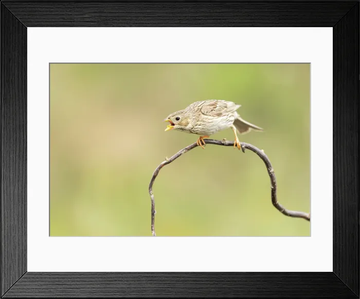 Framed Print : Corn Bunting (Emberiza caladra), adult calling from perch, near Bratsigovo, Bulgaria Framed Print : Corn Bunting (Emberiza caladra), adult calling from perch, near Bratsigovo, Bulgaria