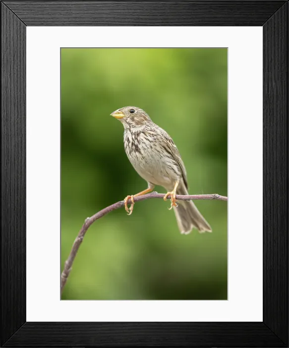 Framed Print : Corn Bunting (Emberiza caladra), near Bratsigovo, Bulgaria Framed Print : Corn Bunting (Emberiza caladra), near Bratsigovo, Bulgaria