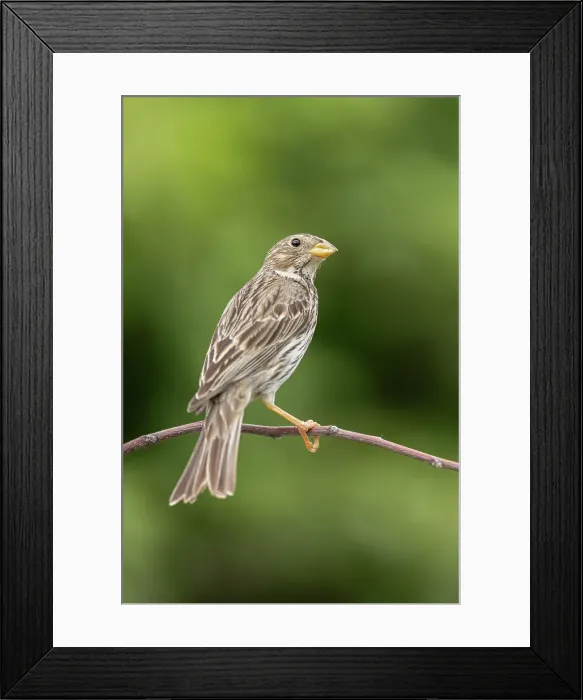 Framed Print : Corn Bunting (Emberiza caladra), adult perched, near Bratsigovo, Bulgaria Framed Print : Corn Bunting (Emberiza caladra), adult perched, near Bratsigovo, Bulgaria