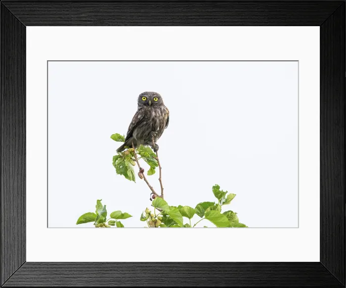 Framed Print : Little Owl (Athene noctua), melanistic form, Adult, perched, Bratsigovo, Bulgaria