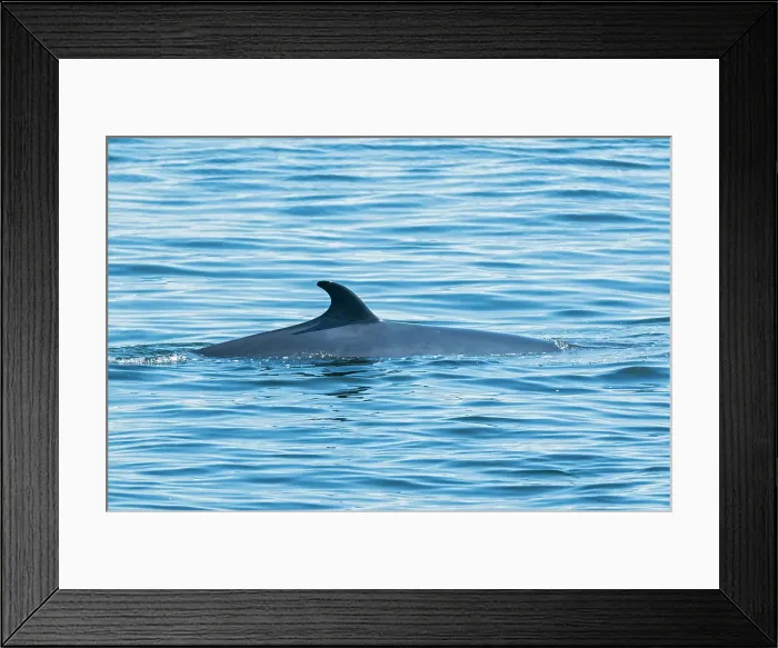 Framed Print : The Minke whale (Balaenoptera acutorostrata) is the smallest of the baleen whales. Cap-de-Bon-Desir, Quebec, Canada Framed Print : The Minke whale (Balaenoptera acutorostrata) is the smallest of the baleen whales. Cap-de-Bon-Desir, Quebec, Canada