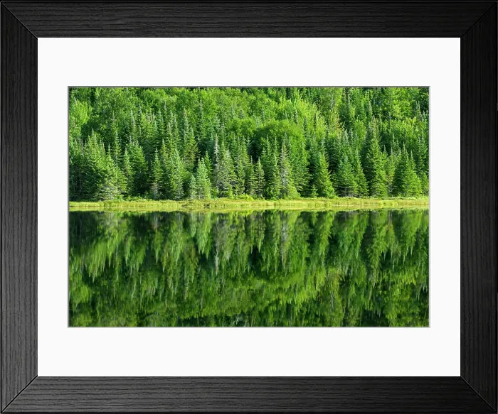 Framed Print : Reflection of mixedwood forrest in Lac Modene. La Mauricie National Park, Quebec, Canada Framed Print : Reflection of mixedwood forrest in Lac Modene. La Mauricie National Park, Quebec, Canada