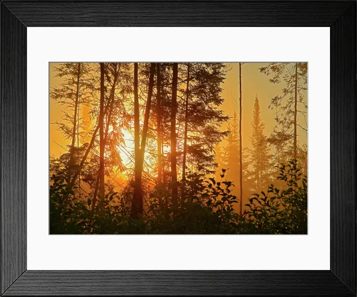 Framed Print : Fog in boreal forest at sunrise, La tulipe, Quebec, Canada Framed Print : Fog in boreal forest at sunrise, La tulipe, Quebec, Canada