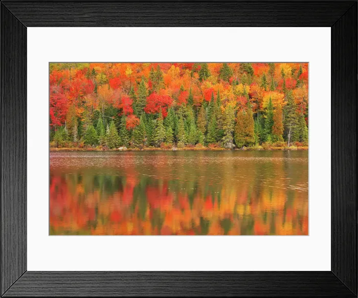 Framed Print : Autumn colors reflected in Lac à Sam in the Laurentian Mountains. Great Lakes - St. Lawrence Forest Region. La Mauricie National Park, Quebec, Canada Framed Print : Autumn colors reflected in Lac à Sam in the Laurentian Mountains. Great Lakes - St. Lawrence Forest Region. La Mauricie National Park, Quebec, Canada