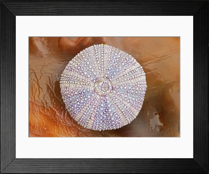 Framed Print : Round sea shell on kelp (seaweed), Quebec, Canada Framed Print : Round sea shell on kelp (seaweed), Quebec, Canada