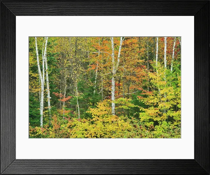 Framed Print : Deciduous forest in autumn, La Belle Province, Quebec, Canada Framed Print : Deciduous forest in autumn, La Belle Province, Quebec, Canada
