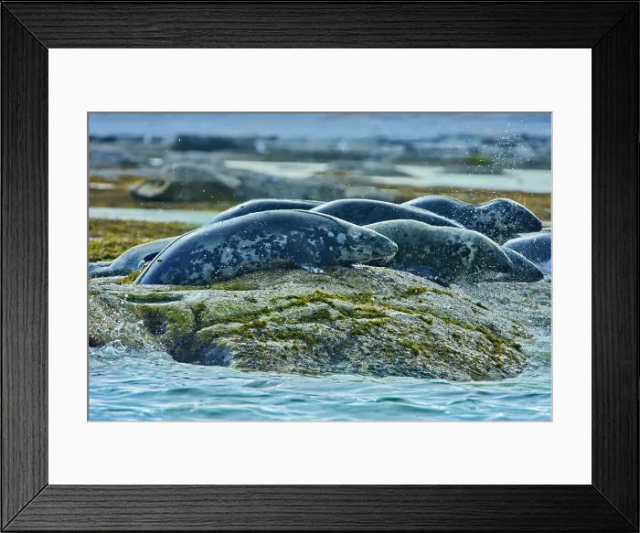 Framed Print : Grey seal ((Halichoerus grypus) ) in Gulf of St. Lawrence, Quebec, Canada Framed Print : Grey seal ((Halichoerus grypus) ) in Gulf of St. Lawrence, Quebec, Canada