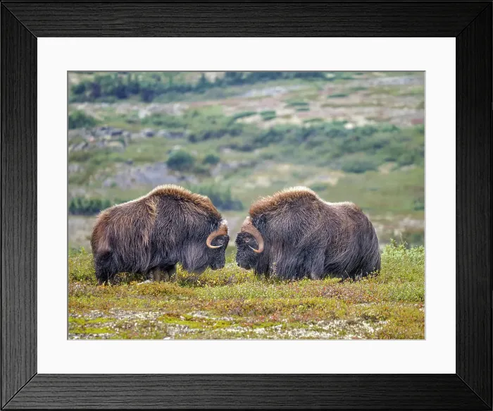 Framed Print : Two bull Muskox (Ovibos moschatus) squaring off on the sub-arctic tundra of Nunavik, Quebec Framed Print : Two bull Muskox (Ovibos moschatus) squaring off on the sub-arctic tundra of Nunavik, Quebec