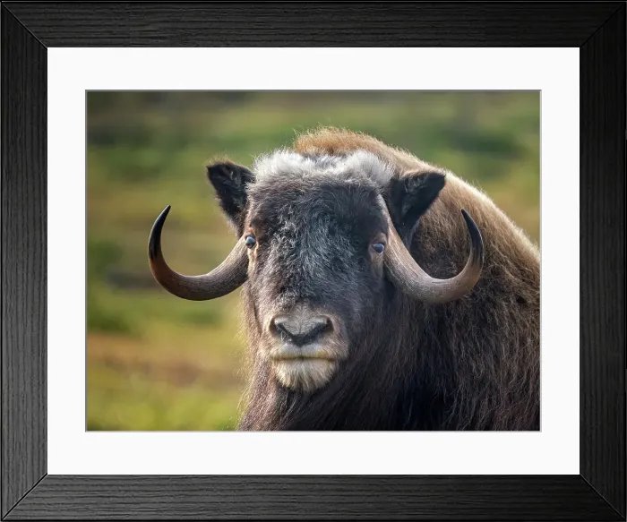 Framed Print : Muskox (Ovibos moschatus) on the sub-arctic tundra of Nunavik, Quebec Framed Print : Muskox (Ovibos moschatus) on the sub-arctic tundra of Nunavik, Quebec