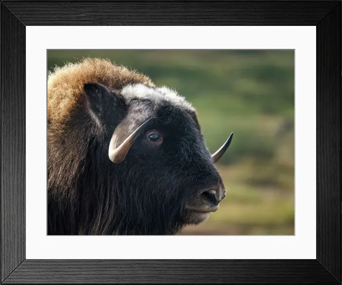 Framed Print : Muskox (Ovibos moschatus) on the sub-arctic tundra of Nunavik, Quebec Framed Print : Muskox (Ovibos moschatus) on the sub-arctic tundra of Nunavik, Quebec