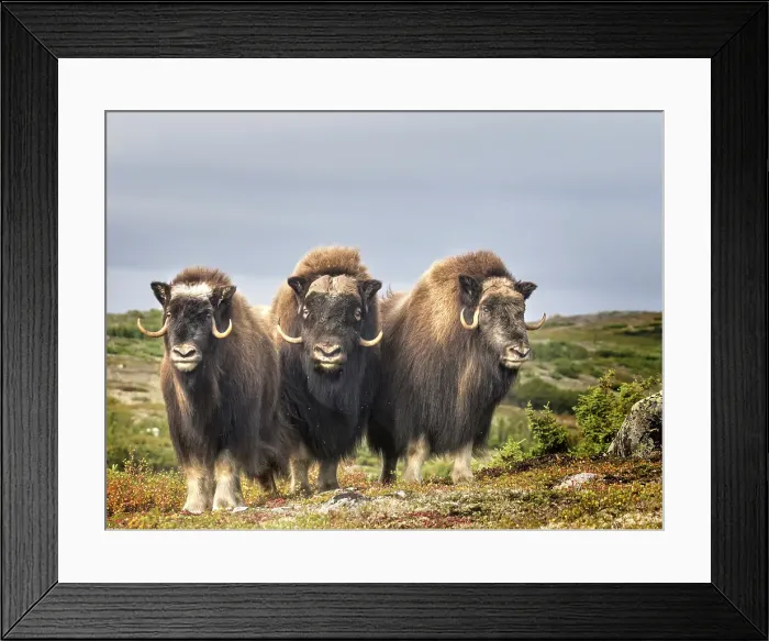 Framed Print : Muskox (Ovibos moschatus) on the sub-arctic tundra of Nunavik, Quebec Framed Print : Muskox (Ovibos moschatus) on the sub-arctic tundra of Nunavik, Quebec
