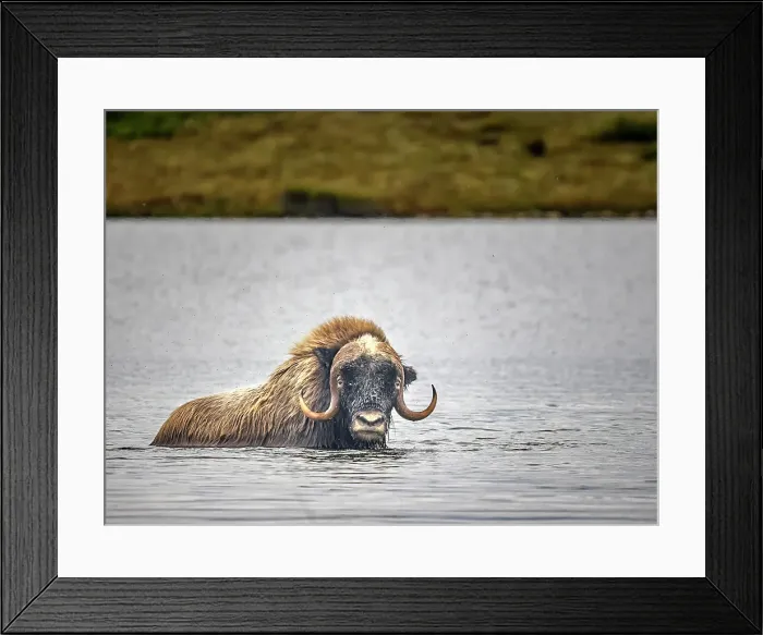 Framed Print : Muskox (Ovibos moschatus) on the sub-arctic tundra of Nunavik, Quebec Framed Print : Muskox (Ovibos moschatus) on the sub-arctic tundra of Nunavik, Quebec