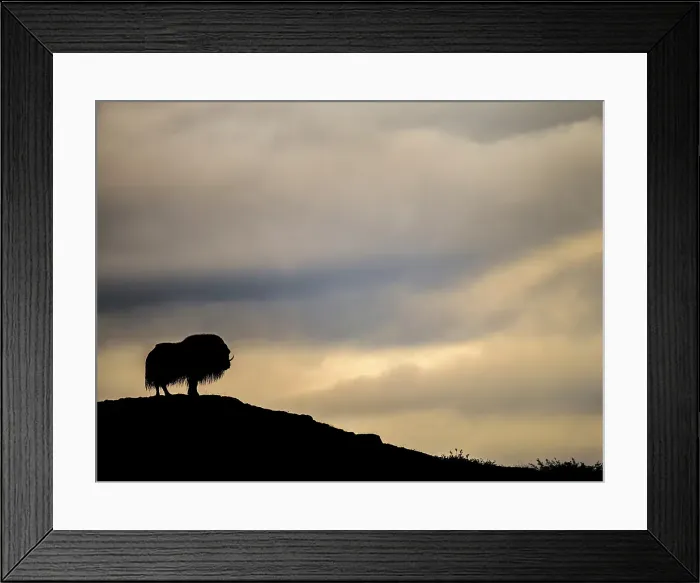 Framed Print : Muskox (Ovibos moschatus) on the sub-arctic tundra of Nunavik, Quebec Framed Print : Muskox (Ovibos moschatus) on the sub-arctic tundra of Nunavik, Quebec