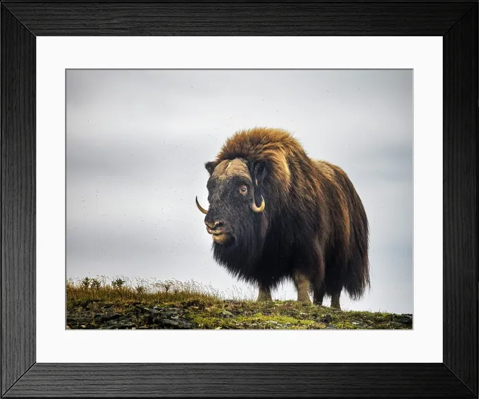 Framed Print : Muskox (Ovibos moschatus) on the sub-arctic tundra of Nunavik, Quebec Framed Print : Muskox (Ovibos moschatus) on the sub-arctic tundra of Nunavik, Quebec