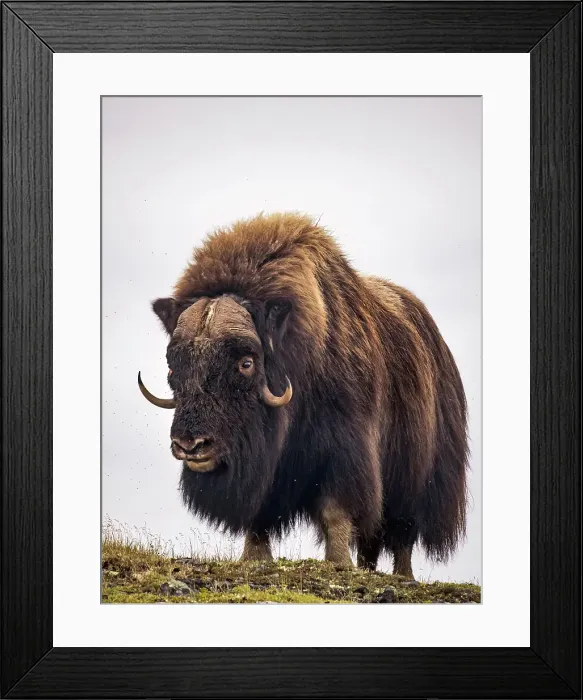 Framed Print : Muskox (Ovibos moschatus) bull on the sub-arctic tundra of Nunavik, Quebec Framed Print : Muskox (Ovibos moschatus) bull on the sub-arctic tundra of Nunavik, Quebec