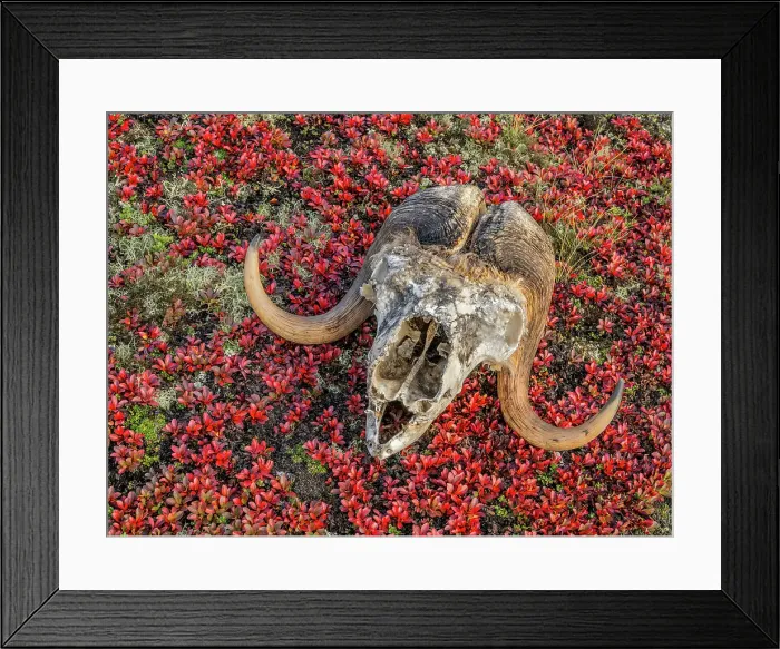Framed Print : Muskox skull among autumn Bear Berry on the sub-arctic tundra of Nunavik, Quebec, Canada Framed Print : Muskox skull among autumn Bear Berry on the sub-arctic tundra of Nunavik, Quebec, Canada
