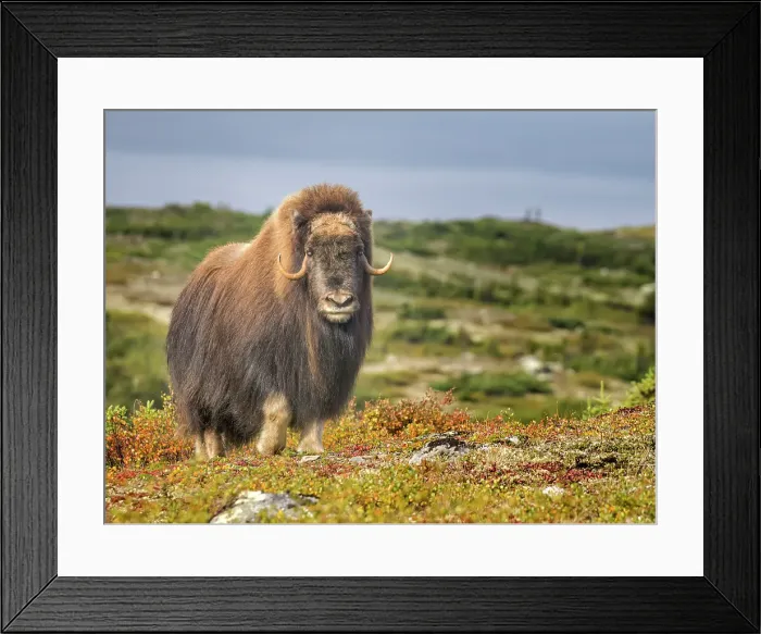 Framed Print : Muskox (Ovibos moschatus) on the sub-arctic tundra of Nunavik, Quebec Framed Print : Muskox (Ovibos moschatus) on the sub-arctic tundra of Nunavik, Quebec