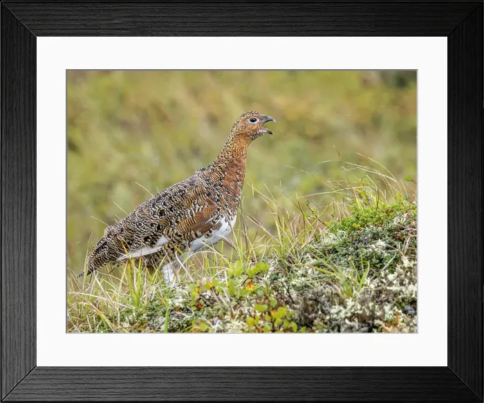 Framed Print : Willow Ptarmigan (Lagopus lagopus) in Nunavik, Quebec, Canada Framed Print : Willow Ptarmigan (Lagopus lagopus) in Nunavik, Quebec, Canada