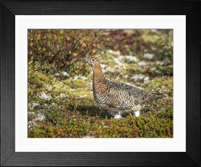 Framed Print : Willow Ptarmigan (Lagopus lagopus) in Nunavik, Quebec, Canada Framed Print : Willow Ptarmigan (Lagopus lagopus) in Nunavik, Quebec, Canada