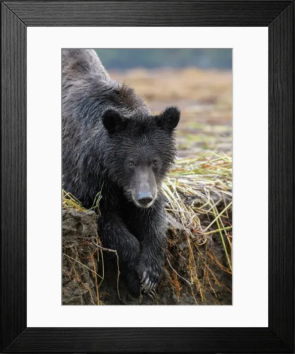 Framed Print : Canada, British Columbia, Central Coast, Great Bear Rain Forest, Grizzly Framed Print : Canada, British Columbia, Central Coast, Great Bear Rain Forest, Grizzly