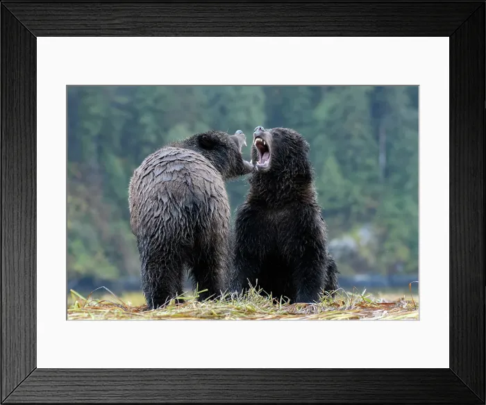 Framed Print : Canada, British Columbia, Central Coast, Great Bear Rain Forest, Grizzly