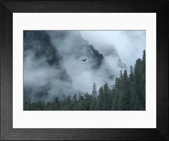 Framed Print : Canada, British Columbia, Central Coast, Great Bear Rain Forest, Fiordland Framed Print : Canada, British Columbia, Central Coast, Great Bear Rain Forest, Fiordland