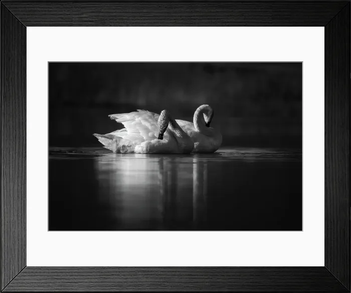 Framed Print : Swans, Waterton Lakes National Park, Alberta, Canada