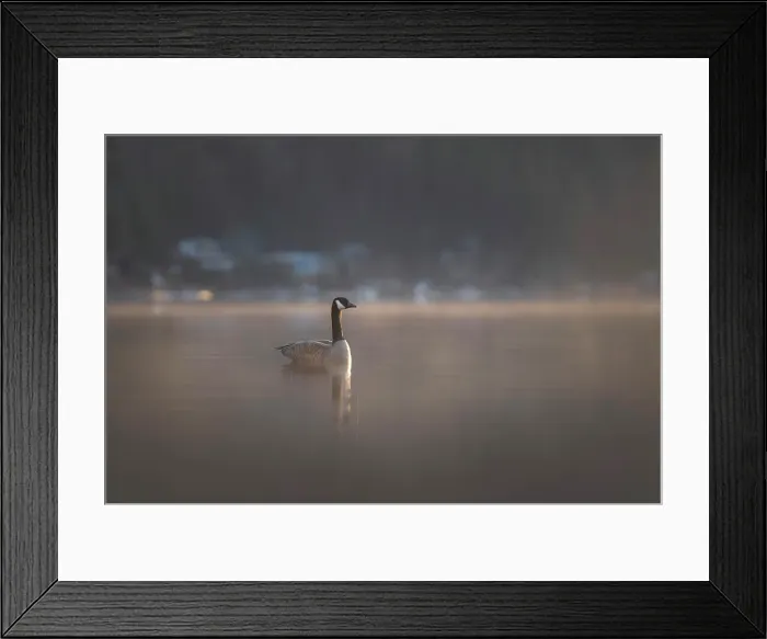 Framed Print : Canada Goose, Vancouver Island, British Columbia, Canada Framed Print : Canada Goose, Vancouver Island, British Columbia, Canada
