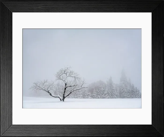 Framed Print : Snowy tree, Salmon Arm, British Columbia, Canada