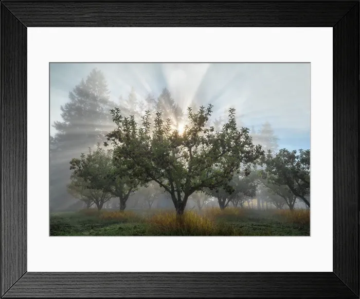 Framed Print : Light rays in an orchard, Salmon Arm, British Columbia, Canada Framed Print : Light rays in an orchard, Salmon Arm, British Columbia, Canada