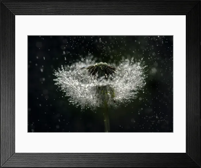 Framed Print : Dandelion, Shuswap, British Columbia, Canada Framed Print : Dandelion, Shuswap, British Columbia, Canada
