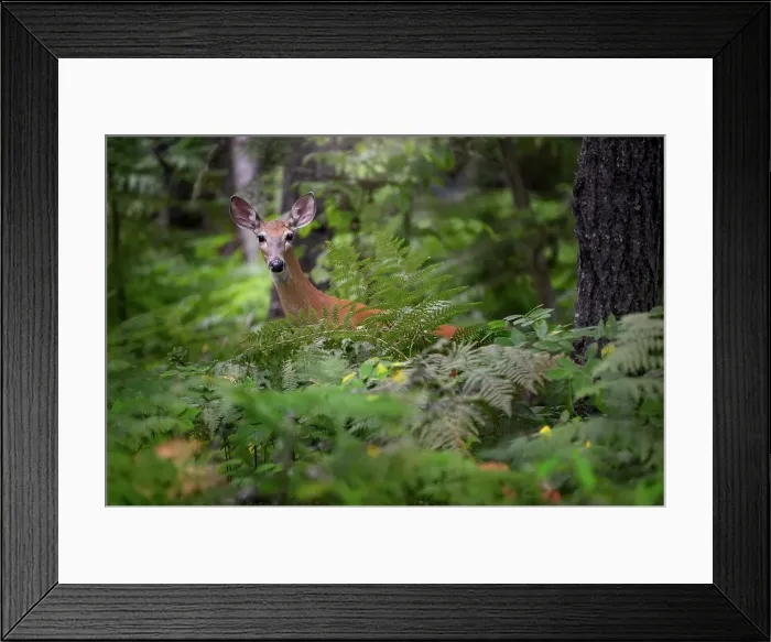 Framed Print : Deer, Seymour Arm, British Columbia, Canada Framed Print : Deer, Seymour Arm, British Columbia, Canada