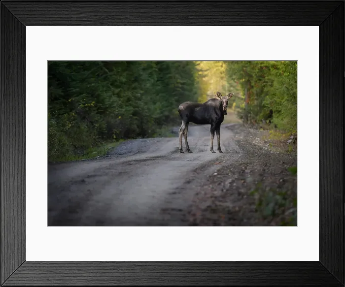 Framed Print : Moose, Shuswap, British Columbia, Canada Framed Print : Moose, Shuswap, British Columbia, Canada