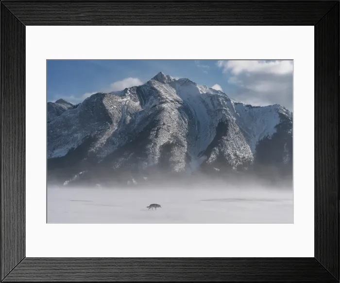 Framed Print : Alaskan Malamute dog, Abraham Lake, Clearwater County, Alberta, Canada Framed Print : Alaskan Malamute dog, Abraham Lake, Clearwater County, Alberta, Canada