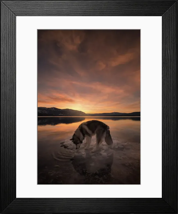 Framed Print : Alaskan Malamute dog, Salmon Arm, British Columbia, Canada