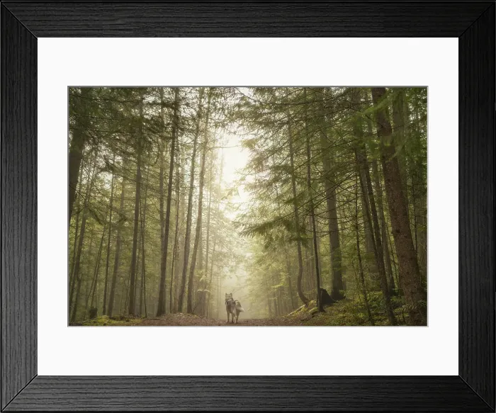 Framed Print : Alaskan Malamute dog, forest, Salmon Arm, British Columbia, Canada
