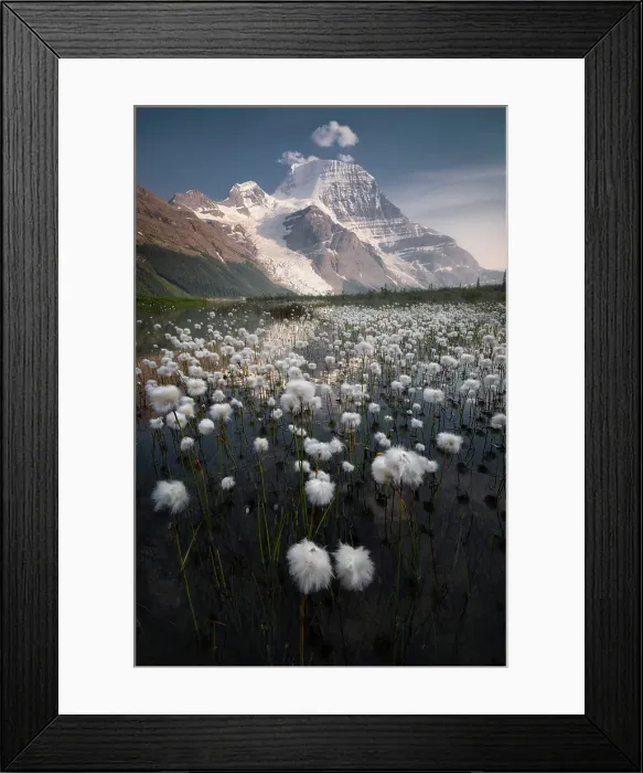 Framed Print : Cotton Grass, Berg Lake, Mount Robson Provincial Park, British Columbia, Canada Framed Print : Cotton Grass, Berg Lake, Mount Robson Provincial Park, British Columbia, Canada