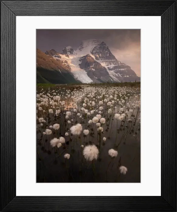 Framed Print : Cotton Grass, Berg Lake, Mount Robson Provincial Park, British Columbia, Canada Framed Print : Cotton Grass, Berg Lake, Mount Robson Provincial Park, British Columbia, Canada