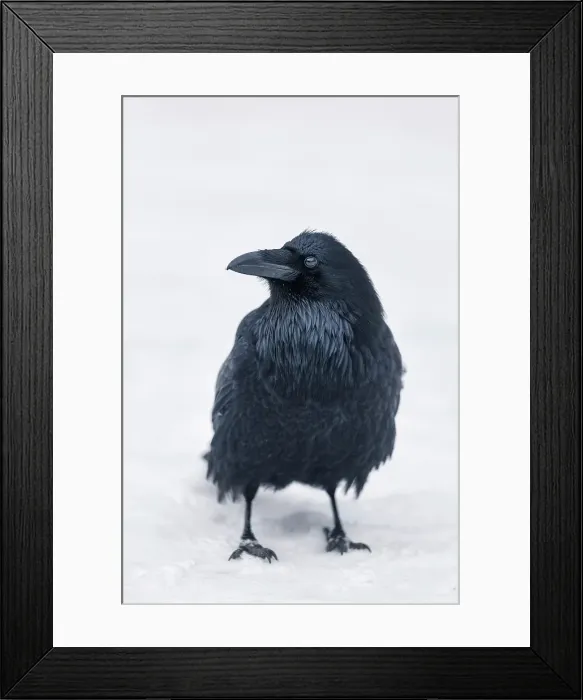 Framed Print : Raven, Banff National Park, Alberta, Canada