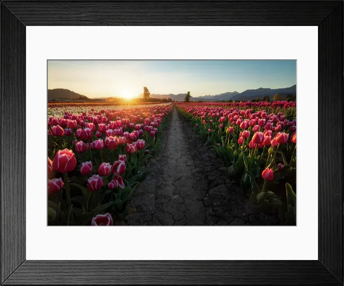 Framed Print : Tulips, Chilliwack, British Columbia, Canada Framed Print : Tulips, Chilliwack, British Columbia, Canada