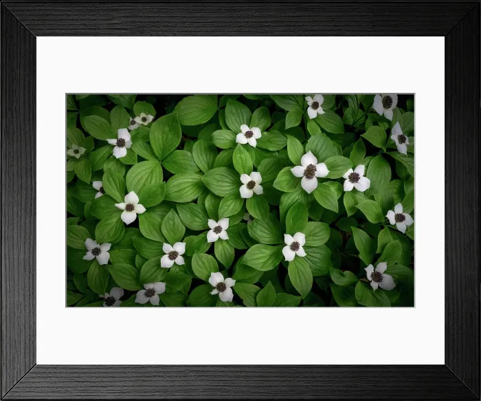 Framed Print : Bunchberries, Shuswap, British Columbia, Canada Framed Print : Bunchberries, Shuswap, British Columbia, Canada