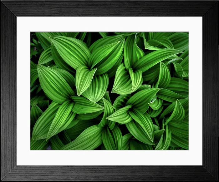 Framed Print : False Helibore, Shuswap, British Columbia, Canada Framed Print : False Helibore, Shuswap, British Columbia, Canada