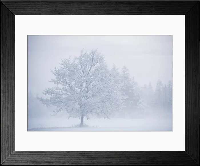 Framed Print : Snowy tree, Salmon Arm, British Columbia, Canada