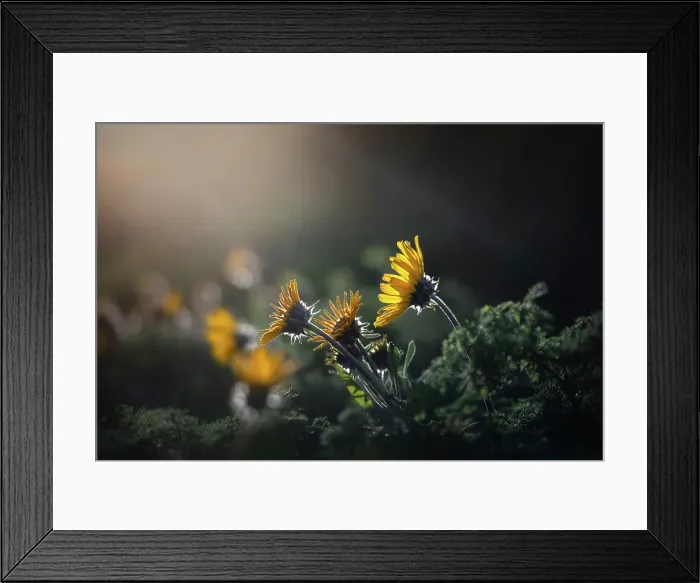 Framed Print : Balsamroot, Kamloops, British Columbia, Canada Framed Print : Balsamroot, Kamloops, British Columbia, Canada