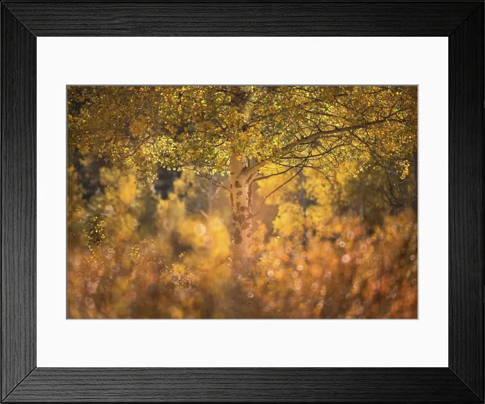 Framed Print : Aspens, Kananaskis Country, Alberta, Canada